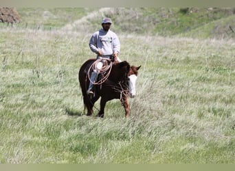 Quarter horse américain, Jument, 8 Ans, 150 cm, Alezan brûlé