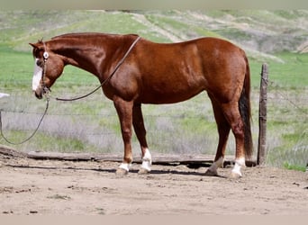 Quarter horse américain, Jument, 8 Ans, 150 cm, Alezan brûlé
