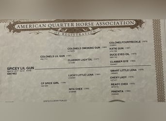 Quarter horse américain, Jument, 8 Ans, 150 cm, Alezan brûlé