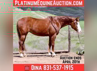 Quarter horse américain, Jument, 8 Ans, 150 cm, Alezan brûlé