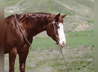 Quarter horse américain, Jument, 8 Ans, 150 cm, Alezan brûlé