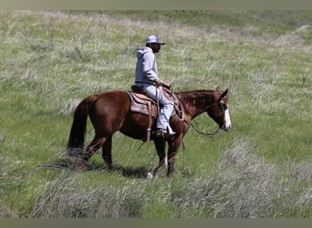 Quarter horse américain, Jument, 8 Ans, 150 cm, Alezan brûlé