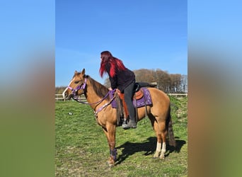 Quarter horse américain, Jument, 8 Ans, 150 cm, Alezan dun