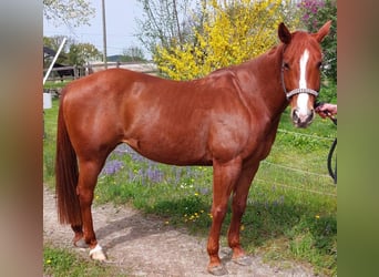 Quarter horse américain, Jument, 8 Ans, 150 cm, Alezan
