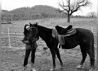 Quarter horse américain, Jument, 8 Ans, 150 cm, Bai brun foncé
