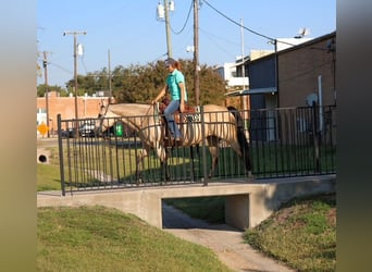 Quarter horse américain, Jument, 8 Ans, 150 cm, Buckskin