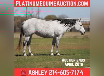 Quarter horse américain, Jument, 8 Ans, 150 cm, Gris