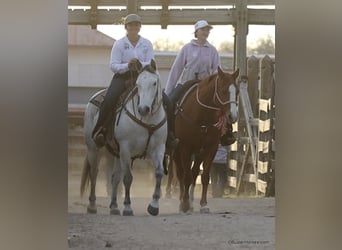 Quarter horse américain, Jument, 8 Ans, 150 cm, Gris