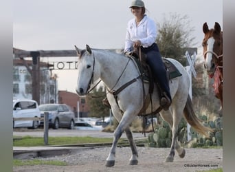 Quarter horse américain, Jument, 8 Ans, 150 cm, Gris