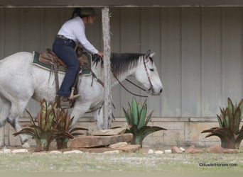Quarter horse américain, Jument, 8 Ans, 150 cm, Gris