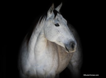 Quarter horse américain, Jument, 8 Ans, 150 cm, Gris
