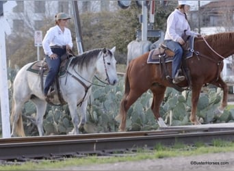 Quarter horse américain, Jument, 8 Ans, 150 cm, Gris