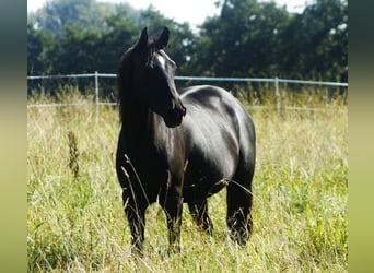 Quarter horse américain, Jument, 8 Ans, 150 cm, Noir