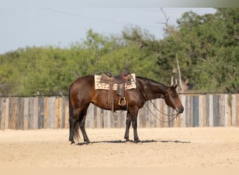Quarter horse américain, Jument, 8 Ans, 152 cm, Bai cerise