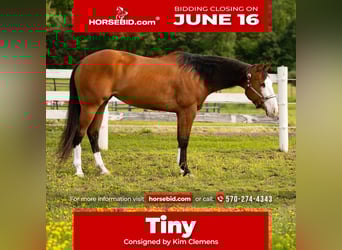 Quarter horse américain, Jument, 8 Ans, 152 cm, Bai cerise