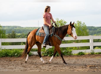 Quarter horse américain, Jument, 8 Ans, 152 cm, Bai cerise
