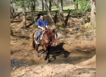 Quarter horse américain, Jument, 8 Ans, 152 cm, Bai cerise