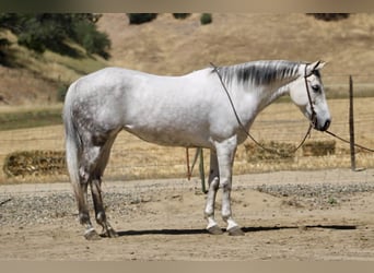 Quarter horse américain, Jument, 8 Ans, 152 cm, Gris