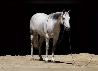 Quarter horse américain, Jument, 8 Ans, 152 cm, Gris
