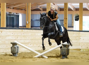 Quarter horse américain, Jument, 8 Ans, 152 cm, Noir