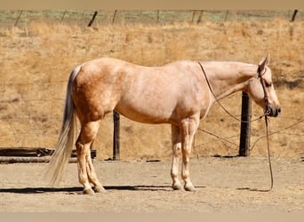 Quarter horse américain, Jument, 8 Ans, 152 cm, Palomino