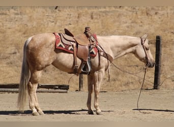 Quarter horse américain, Jument, 8 Ans, 152 cm, Palomino