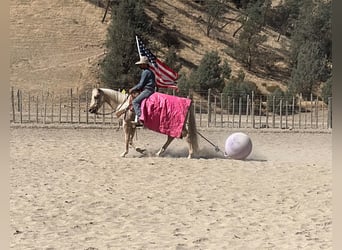 Quarter horse américain, Jument, 8 Ans, 152 cm, Palomino