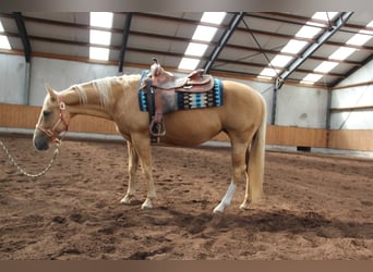 Quarter horse américain, Jument, 8 Ans, 152 cm, Palomino