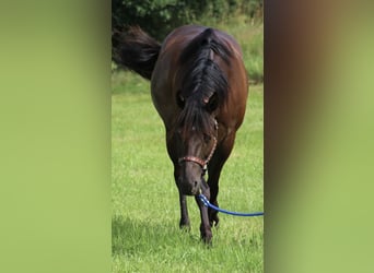 Quarter horse américain, Jument, 8 Ans, 153 cm, Noir