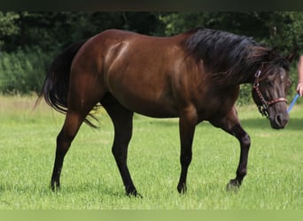 Quarter horse américain, Jument, 8 Ans, 153 cm, Noir