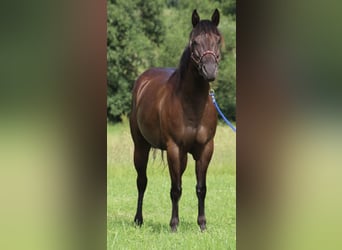 Quarter horse américain, Jument, 8 Ans, 153 cm, Noir