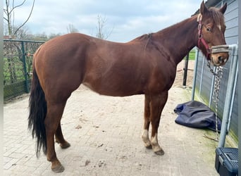 Quarter horse américain, Jument, 8 Ans, 154 cm, Alezan brûlé
