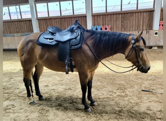 Quarter horse américain, Jument, 8 Ans, 154 cm, Buckskin