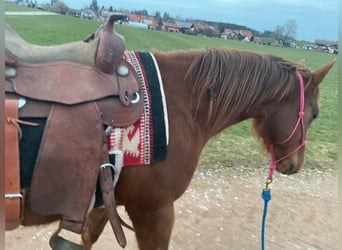 Quarter horse américain, Jument, 8 Ans, 155 cm, Alezan brûlé