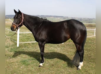 Quarter horse américain, Jument, 8 Ans, 155 cm, Bai brun