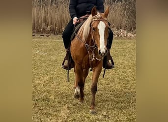 Quarter horse américain, Jument, 8 Ans, 155 cm, Palomino