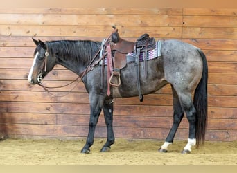 Quarter horse américain, Jument, 8 Ans, 155 cm, Rouan Bleu