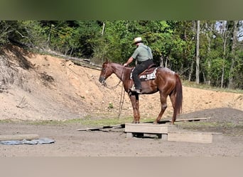 Quarter horse américain, Jument, 8 Ans, 155 cm, Rouan Rouge