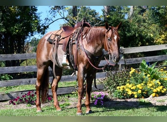 Quarter horse américain, Jument, 8 Ans, 155 cm, Rouan Rouge
