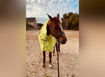 Quarter horse américain, Jument, 8 Ans, 156 cm, Alezan