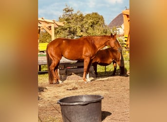 Quarter horse américain, Jument, 8 Ans, 156 cm, Alezan