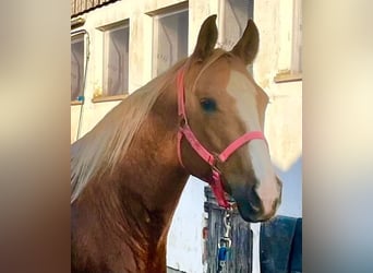 Quarter horse américain, Jument, 8 Ans, 156 cm, Palomino