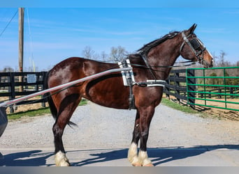 Quarter horse américain, Jument, 8 Ans, 157 cm, Bai cerise