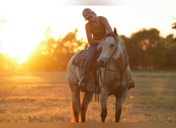Quarter horse américain, Jument, 8 Ans, 157 cm, Buckskin