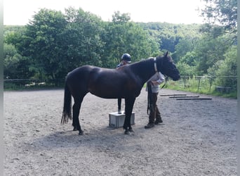 Quarter horse américain, Jument, 8 Ans, 157 cm, Noir