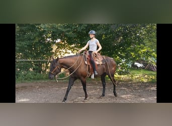 Quarter horse américain, Jument, 8 Ans, 157 cm, Noir