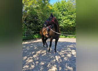 Quarter horse américain, Jument, 8 Ans, 157 cm, Noir
