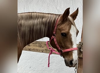 Quarter horse américain, Jument, 8 Ans, 157 cm, Palomino