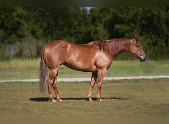 Quarter horse américain, Jument, 8 Ans, Alezan cuivré