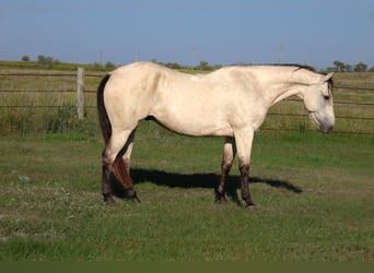 Quarter horse américain, Jument, 8 Ans, Alezan cuivré